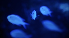 アクアリウムの生き物