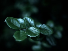 温室内の植物
