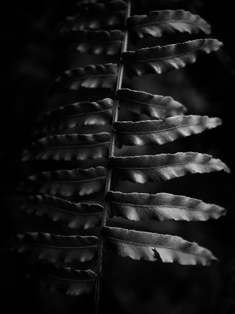シダ植物