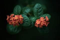 並び整う 並び整う