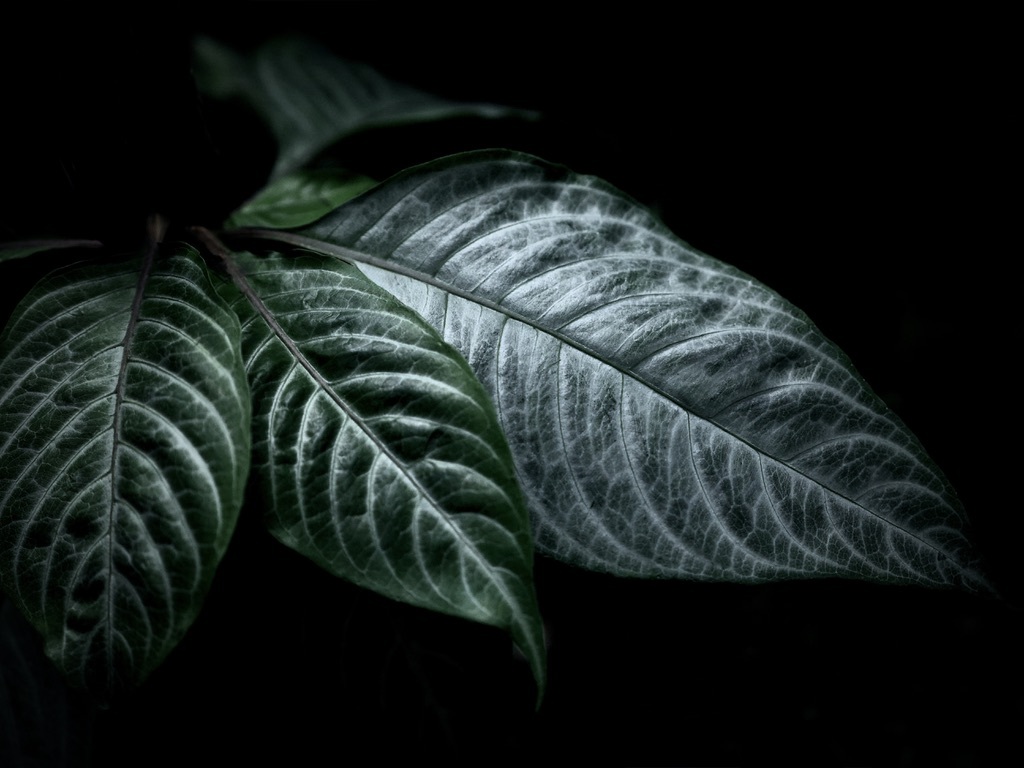 温室内の植物