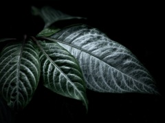温室内の植物