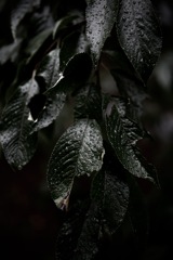 雨化粧