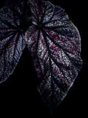 温室内の植物