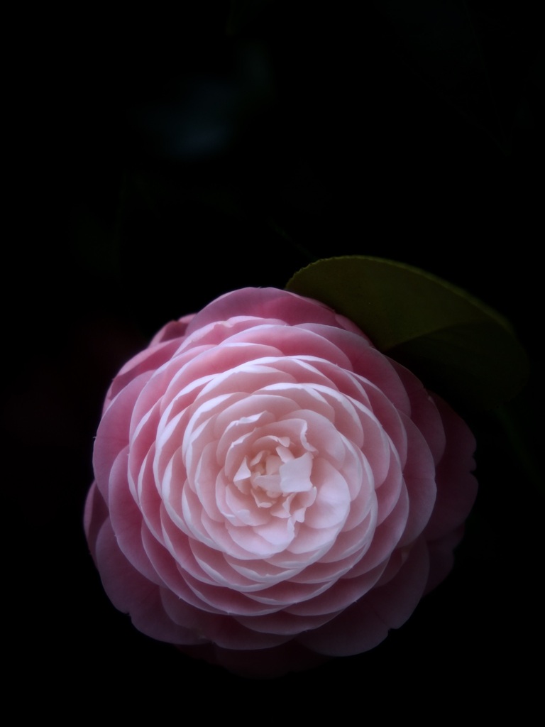 オトメツバキ（ソフトフィルター）
