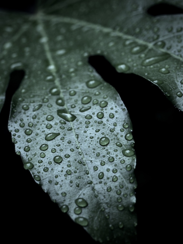 雨のヤツデ