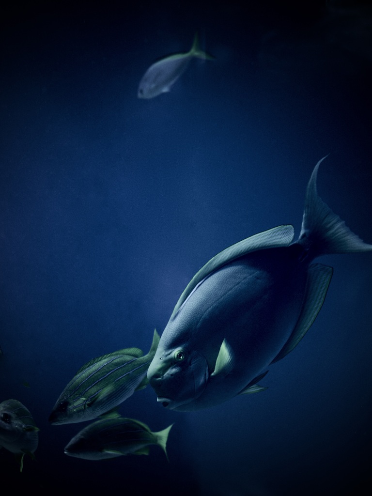 アクアリウムの生き物