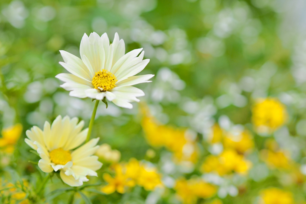 花