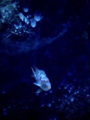 アクアリウムの生き物