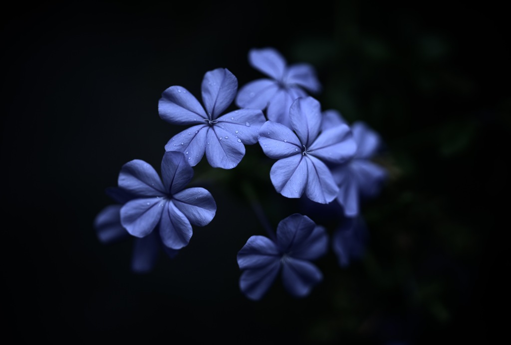 露薄化粧