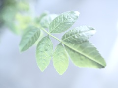 温室内の植物