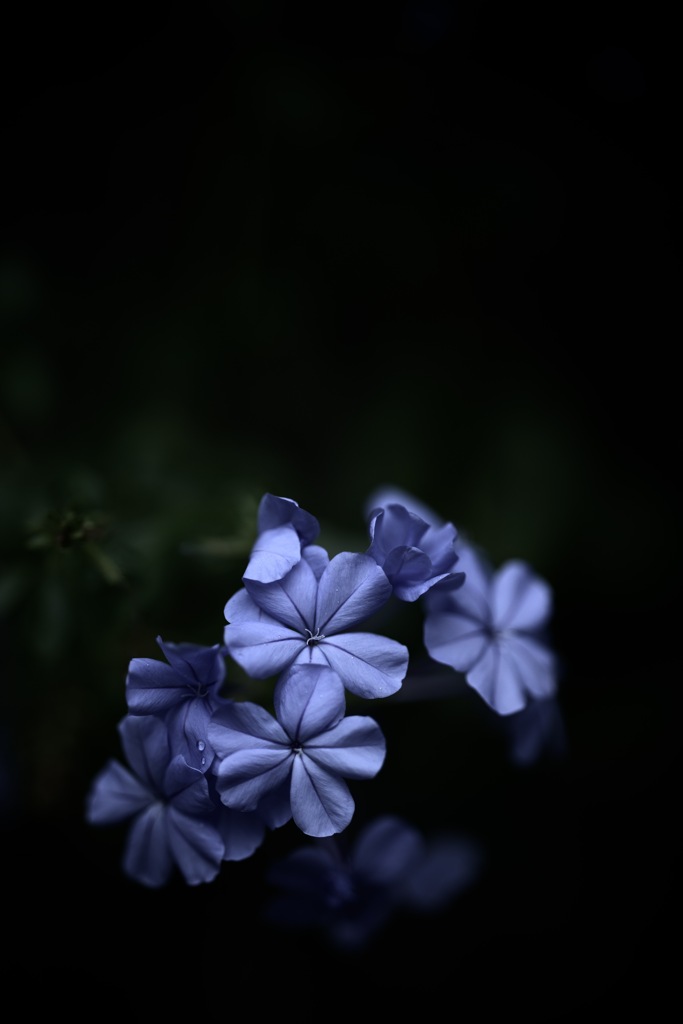 薄闇の呼吸