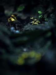 誘惑のリズム