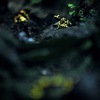 誘惑のリズム