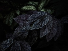 温室の植物