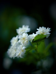 声なき声で春を告げる、木香薔薇の白いことば