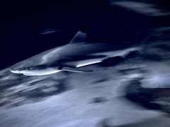 サメ・ツマグロ