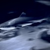 サメ・ツマグロ