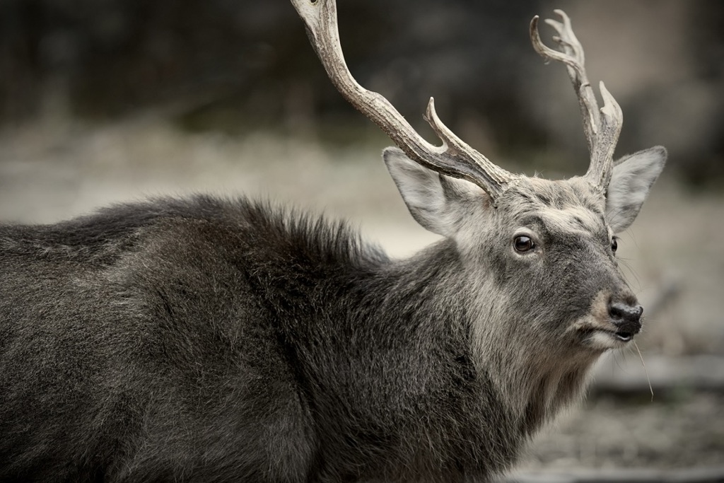 毛並みの距離感