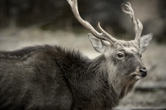 毛並みの距離感