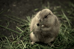 昼下がりのごちそう