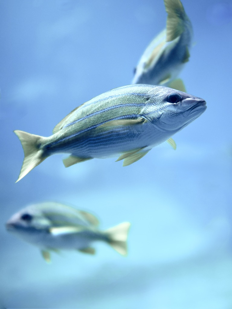 アクアリウムの生き物
