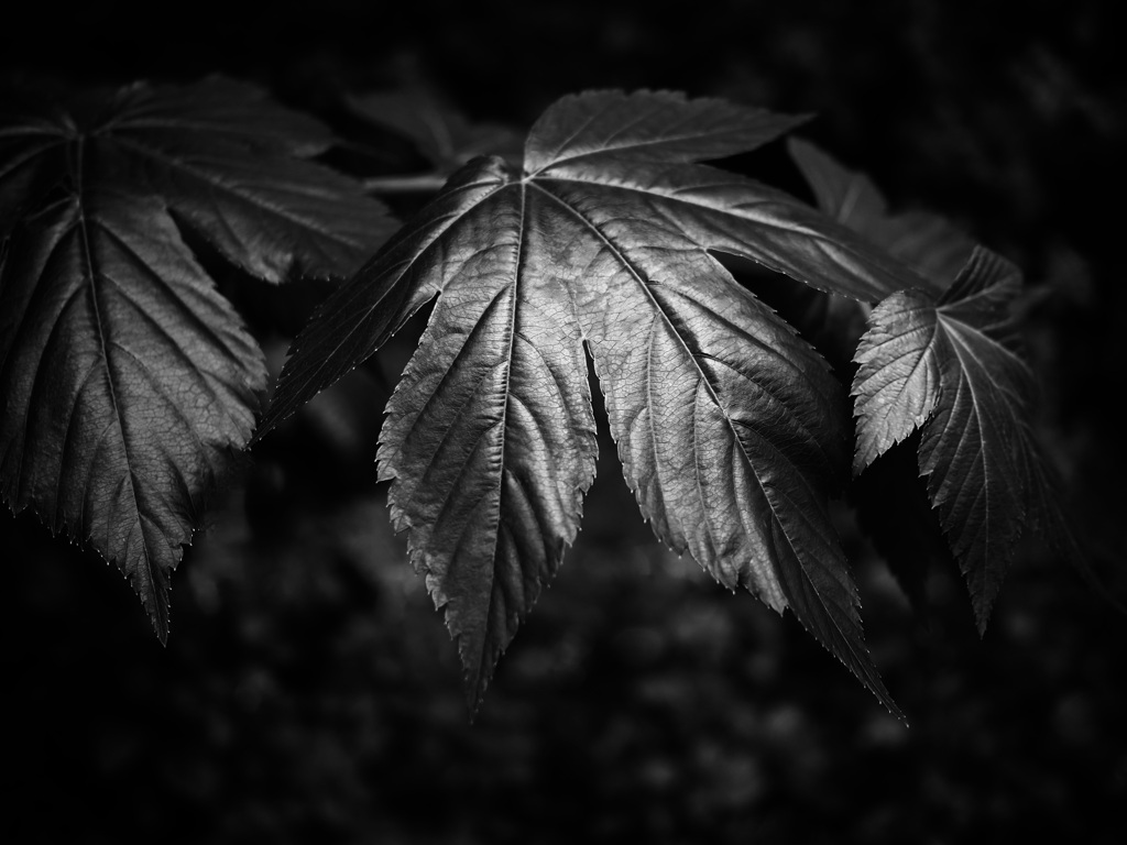 温室内の植物（モノクロ）