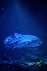 流れゆく存在
