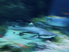 サメ・ツマグロ