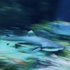 サメ・ツマグロ