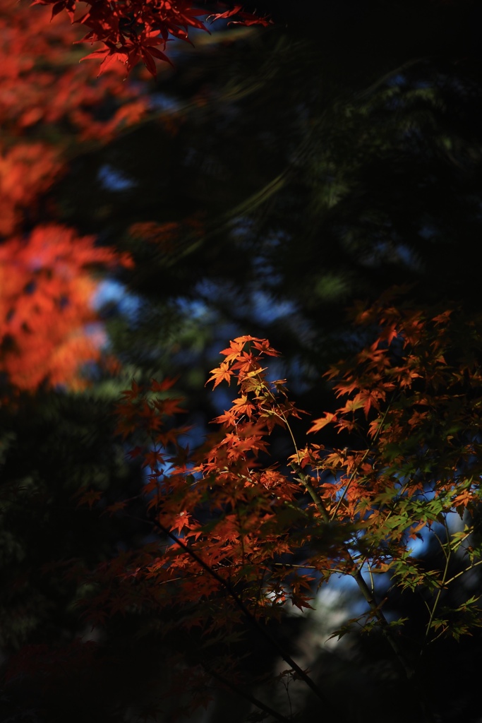 緑の暗がりの中に浮かび上がる紅葉