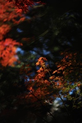 緑の暗がりの中に浮かび上がる紅葉