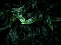 温室の植物