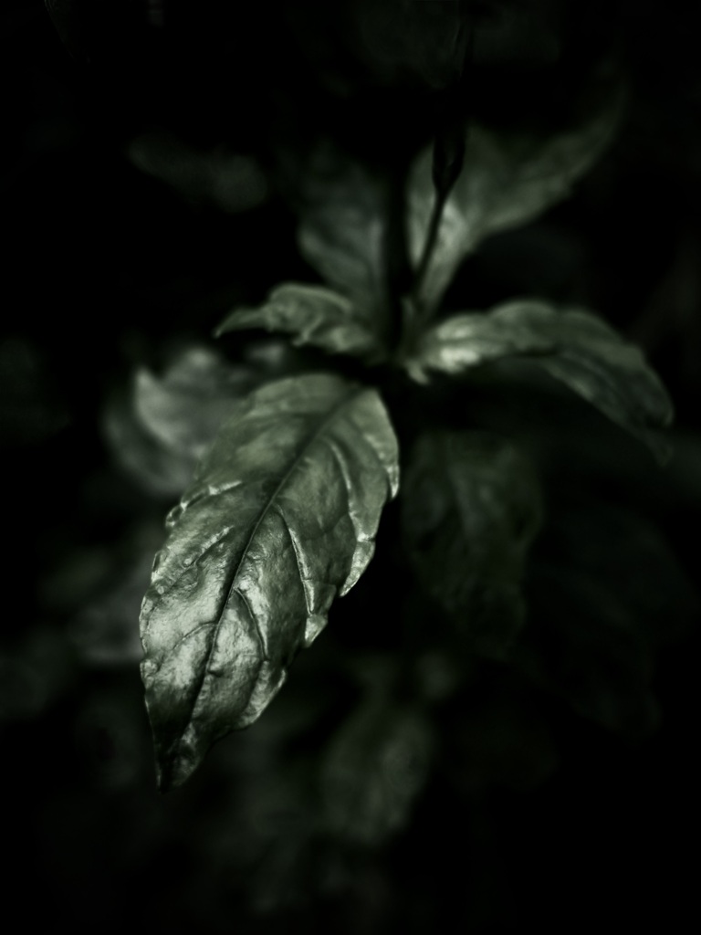 温室内の植物