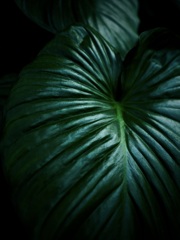 温室内の植物