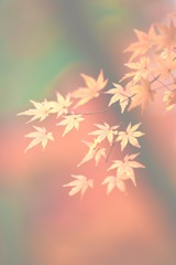 もみじ葉浮かぶ