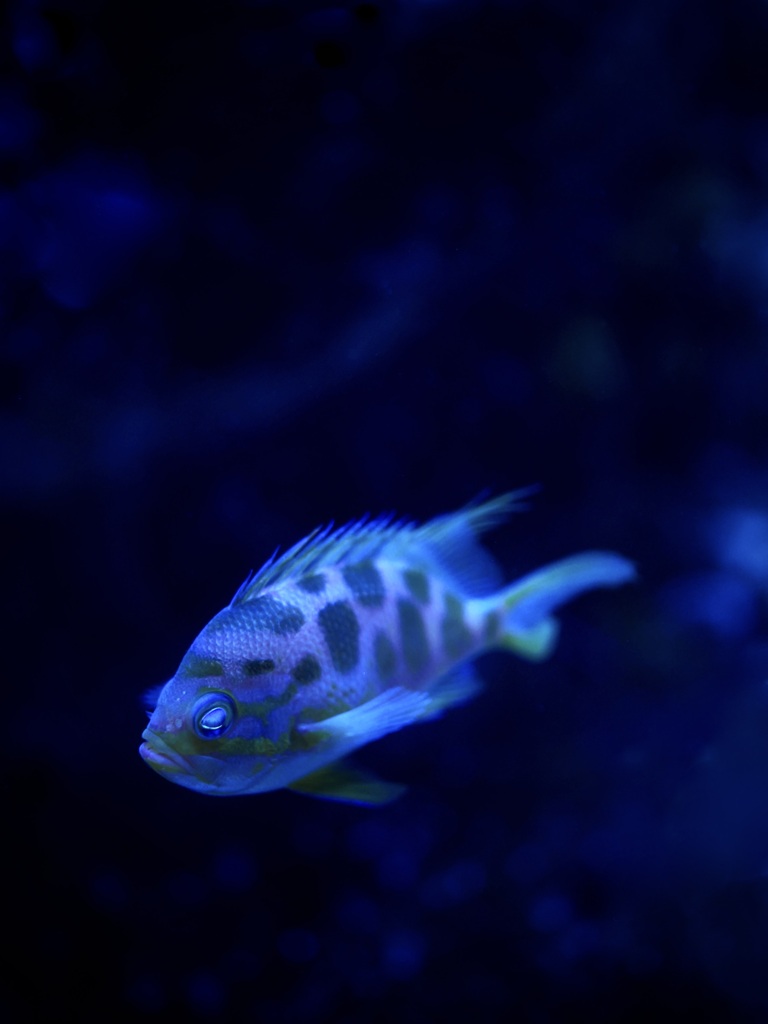 アクアリウムの生き物