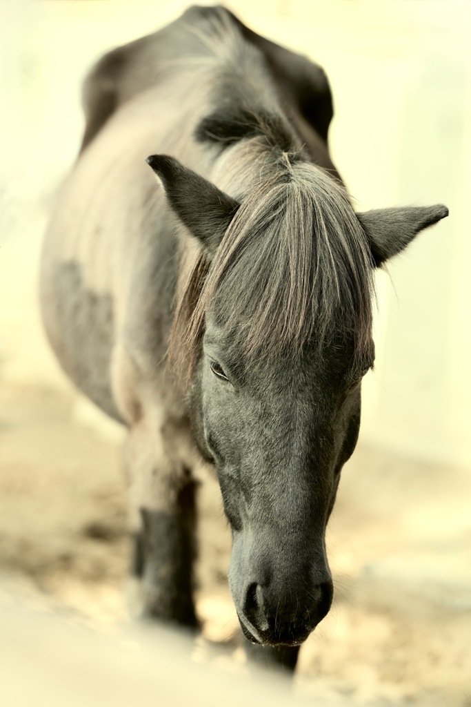 まどろみの午後