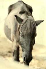 まどろみの午後