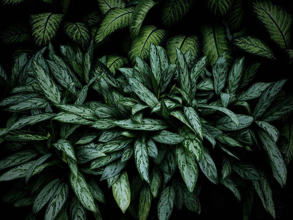 温室内の植物