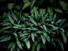 温室内の植物