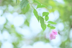 そよぐ優しさ そよぐ優しさ