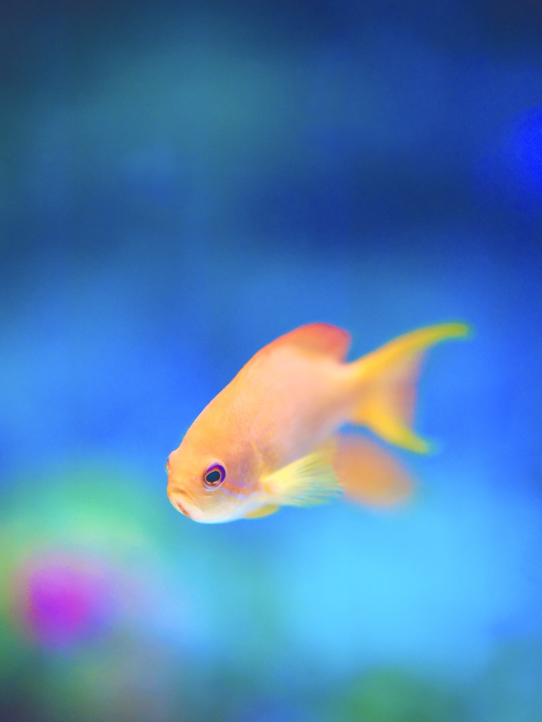 アクアリウムの生き物