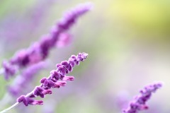 連なり柔らかく