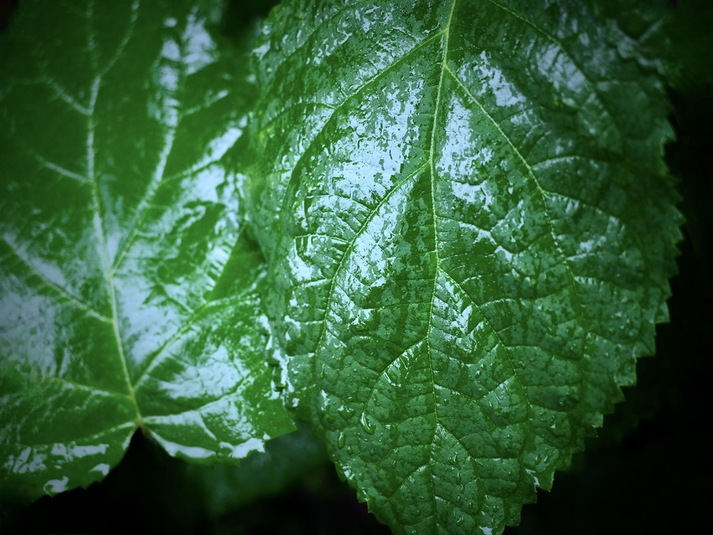 雨のアジサイの葉
