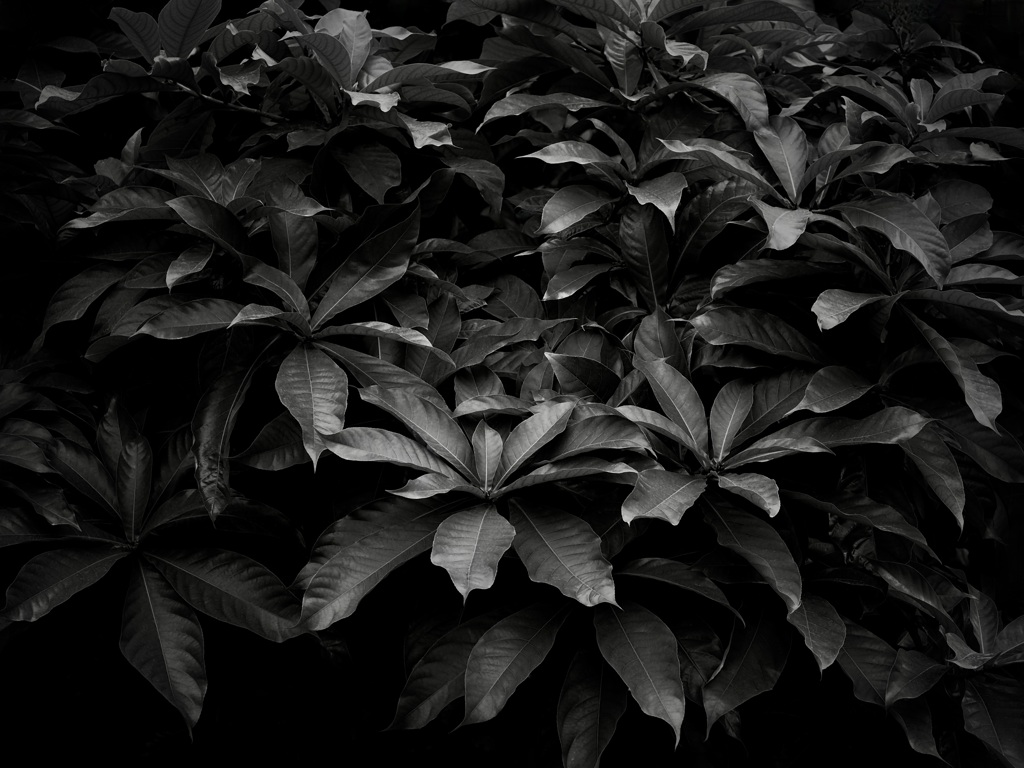 温室内の植物（モノクロ）