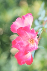 赤い花を淡く撮ってみました