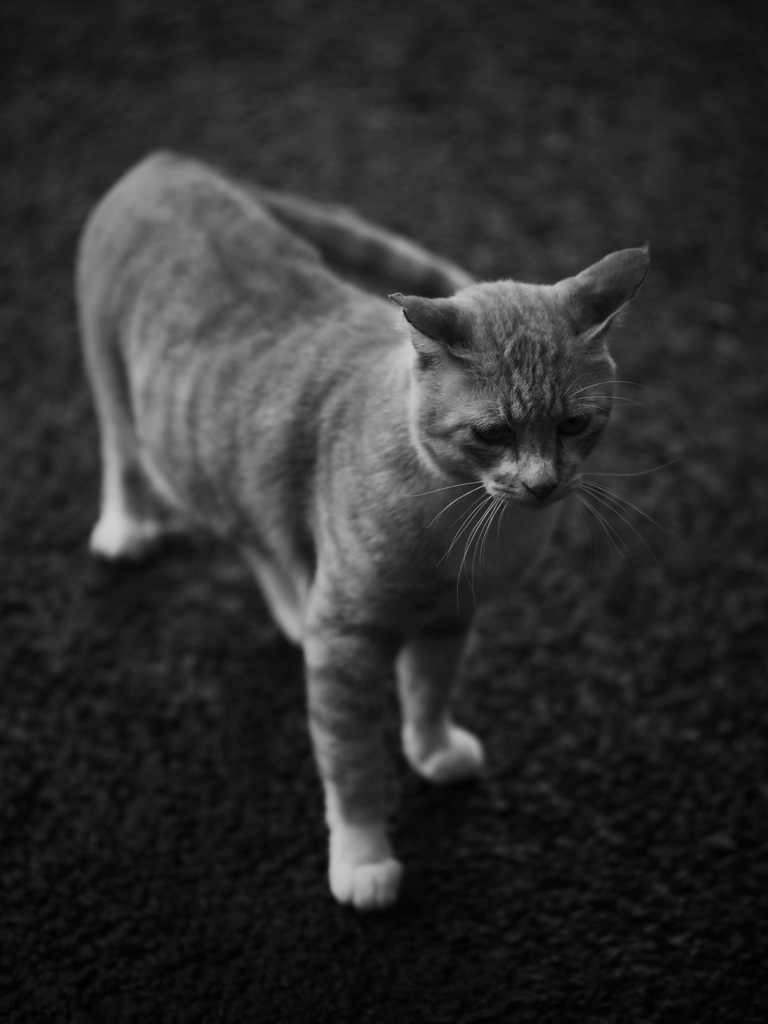 公園の野良猫