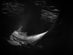 サメ・トラフザメ