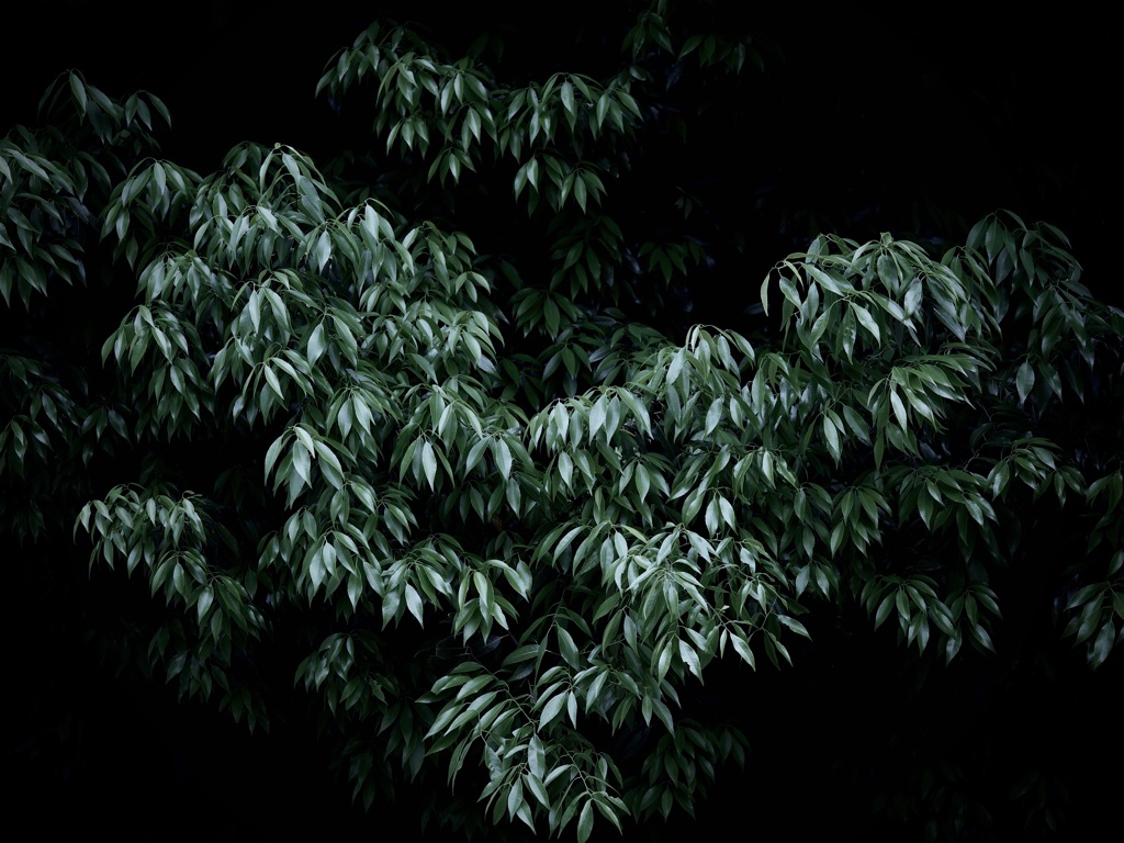 植物